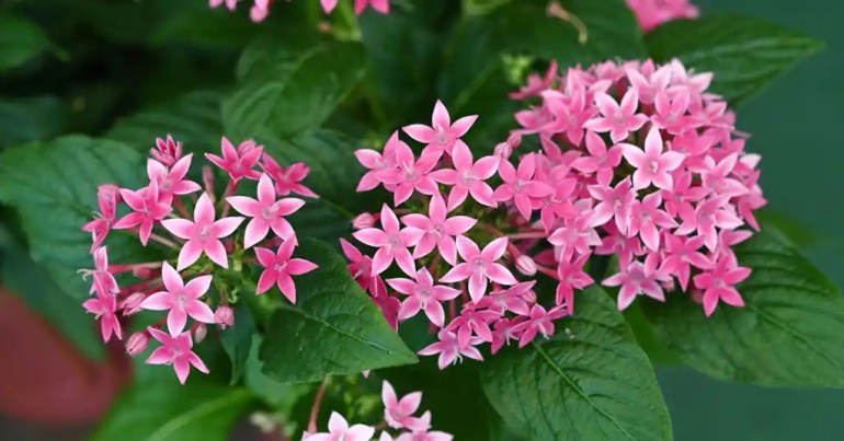 10 Cara Susun Pasu Bunga Depan Rumah 4 Pemilihan Bunga