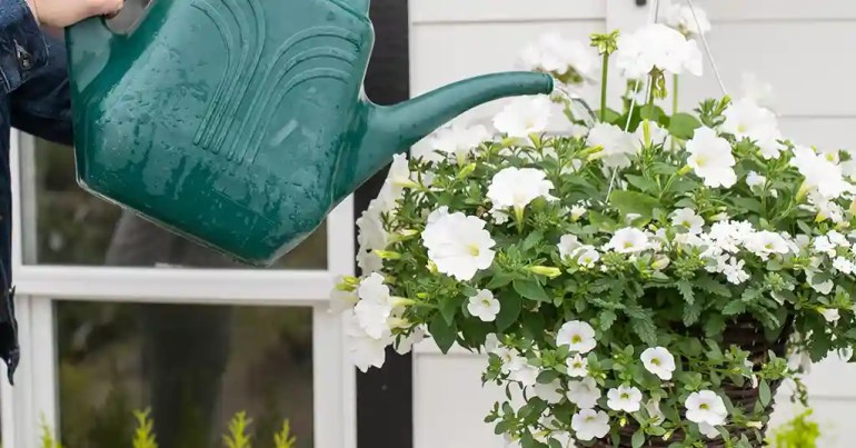 10 Cara Susun Pasu Bunga Depan Rumah 5 Penjagaan Bunga dan Pasu