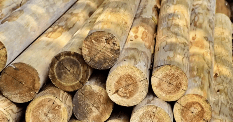 Harga Kayu Jati di Malaysia