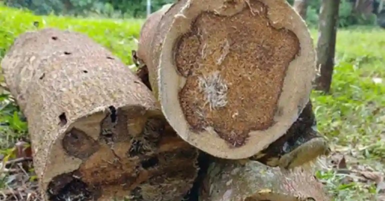 Harga Kayu Gaharu Terkini di Malaysia 2024 2 Senarai Harga Kayu Gaharu