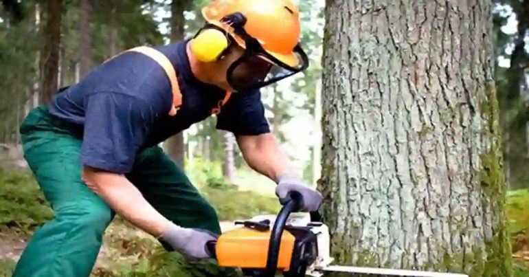 Harga Upah Tebang Pokok Besar di Malaysia 2024 4 Faktor yang Mempengaruhi Upah Tebang Pokok Besar