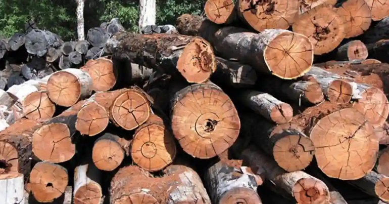 Harga Kayu Balak 1 Tan di Malaysia 2024 2 Harga Kayu Balak 1 Tan Terkini