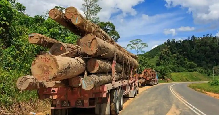 Harga Kayu Balak 1 Tan di Malaysia 2024 3 Jenis Kayu Balak di Malaysia