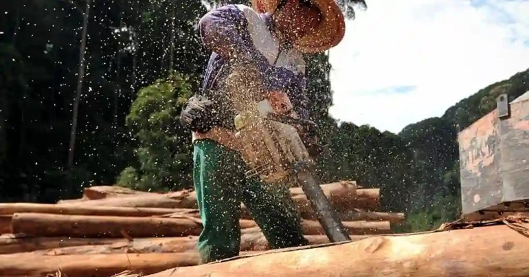 Harga Kayu Balak 1 Tan di Malaysia 2024 4 Kegunaan Utama Kayu Balak