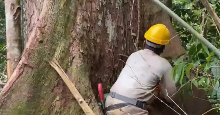 Harga Upah Tebang Pokok Besar di Malaysia 2024 5 Tips Memilih Kontraktor untuk Tebang Pokok Besar