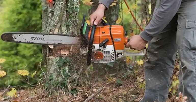 Harga Upah Tebang Pokok Besar di Malaysia 2024 3 Upah Tebang Pokok Besar Terkini